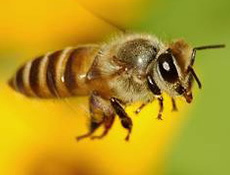 Arılar yok olursa hayat durur mu?