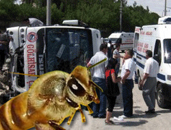 Katil arı(!) 25 kişiyi öldürüyordu
